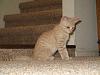 The kitten &amp; cat thread-img_1596-small.jpg
