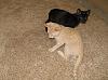 The kitten &amp; cat thread-img_1590small.jpg