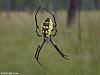 What is in this compost??? Wat r these bugs??-argiope6252a.jpg
