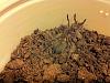 What is in this compost??? Wat r these bugs??-601176_10150868622821087_660413343_n.jpg