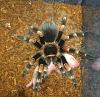What is in this compost??? Wat r these bugs??-222515_10150253056046087_4540565_n.jpg