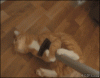 The AI-generated cat pictures thread-5kplx.gif