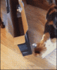 The AI-generated cat pictures thread-ohl3v9blykskq5_hb4-0zq2.gif