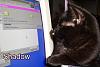whats up with the cats-shadow.jpg