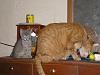 whats up with the cats-pc193006.jpg