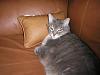 whats up with the cats-p5280084.jpg