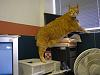 whats up with the cats-p2010706.jpg