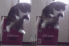The AI-generated cat pictures thread-i-just-jump-_879f82a700ad90d5b15582cdd0e88949.gif