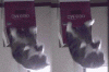 The AI-generated cat pictures thread-out-magic-boxes-_01416fe4a7064cabb4f0791fed669f49.gif