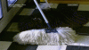 The AI-generated cat pictures thread-tumblr_m3r4nej4d91qf5do9o1_500.gif