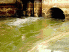 The AI-generated cat pictures thread-sewer%2520water.gif
