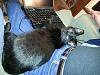 The kitten &amp; cat thread-cat_computer_small.jpg