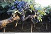 The AI-generated cat pictures thread-montepulciano_grapes_on_pergola_abruzzo_italy_291641.jpg
