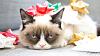 The AI-generated cat pictures thread-grumpy-cat-humbug.jpg
