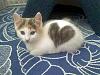 The AI-generated cat pictures thread-valentine-kitten.jpg