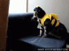 The AI-generated cat pictures thread-1zye6.gif