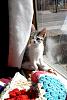 The kitten &amp; cat thread-window-quilt-6x4-crop.jpg