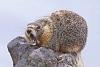 I just had me a showdown outside-nastymarmot.jpg