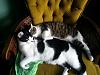 The kitten &amp; cat thread-20130217_141202_zpsea3aef20.jpg