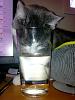 The kitten &amp; cat thread-water.jpg
