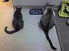 The kitten &amp; cat thread-photo_102508_003_zps5d7ab652.jpg