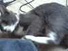 The AI-generated cat pictures thread-tumblrmintq88inf1qd8gt3.gif