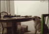 The AI-generated cat pictures thread-ke4nc.gif