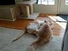 The kitten &amp; cat thread-img_20130303_125827.jpg