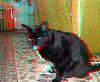 The AI-generated cat pictures thread-5630999695_f0de79f46b_z.jpg