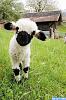 The AI-generated cat pictures thread-happy-sheep-daily-5-omg-cute-things-080212-03.jpg