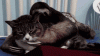 The AI-generated cat pictures thread-ibohaoldtxpy1a1.gif