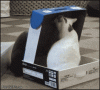The AI-generated cat pictures thread-c5qzquo.gif