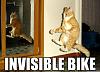 The AI-generated cat pictures thread-invisible%25252520bike.jpg