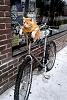 The AI-generated cat pictures thread-learned-ride-bike-storytellers-assignment-large-msg-132165669253.jpg