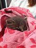 Another rescued kitten-qp9ukoa.jpg