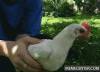 The AI-generated cat pictures thread-chicken-y-ur-head-no-move_o_770462.gif