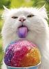 The AI-generated cat pictures thread-cat_and_snowcone.jpg