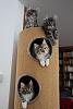 The AI-generated cat pictures thread-cat-tree.jpg