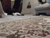 The AI-generated cat pictures thread-carpetcat.gif
