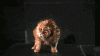 The AI-generated cat pictures thread-rqpgk18.gif