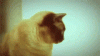 The AI-generated cat pictures thread-69jzurg.gif
