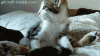 The AI-generated cat pictures thread-pjlwubv.gif