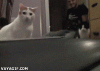 The AI-generated cat pictures thread-20130704-230124-135-220.gif