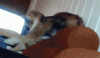 The AI-generated cat pictures thread-img957362.gif