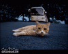 The AI-generated cat pictures thread-careless-cat-laying-front-coming-bus.gif