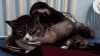 The AI-generated cat pictures thread-c31.gif