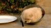 The AI-generated cat pictures thread-nnjjneq.gif