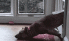 The AI-generated cat pictures thread-e3ulpkv.gif