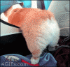 The AI-generated cat pictures thread-fj2g2r2.gif