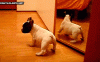 The AI-generated cat pictures thread-anvxhw8.gif